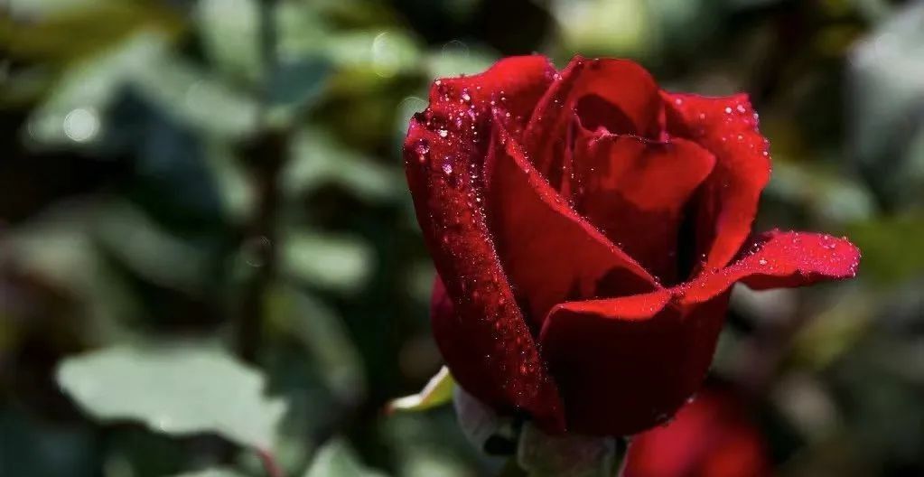 （微信公众号投票窗口）临夏县“县树、县花、县歌”评选开始，等你投票→