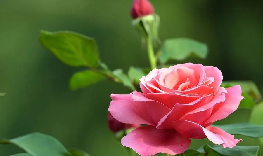 （微信公众号投票窗口）临夏县“县树、县花、县歌”评选开始，等你投票→