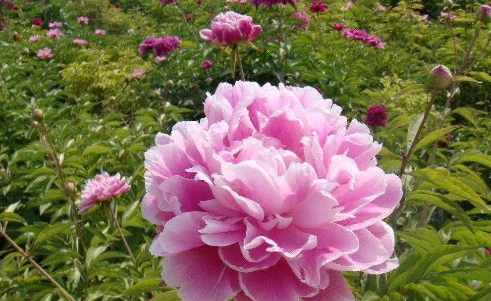 （微信公众号投票窗口）临夏县“县树、县花、县歌”评选开始，等你投票→