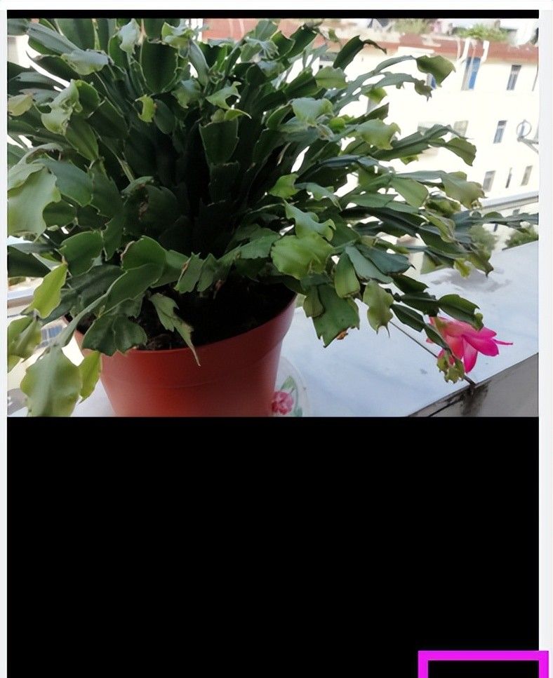 用最简单的方法给手机照片添加文字!雷哥手把手教你2分钟搞定