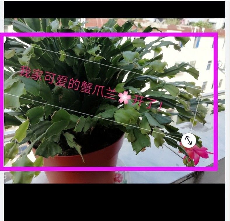 用最简单的方法给手机照片添加文字!雷哥手把手教你2分钟搞定