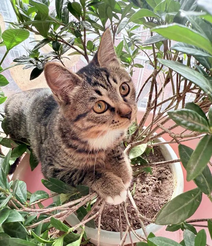 3500左右的手机选哪个?续航长,直面屏,拍照好,网络好,颜值高