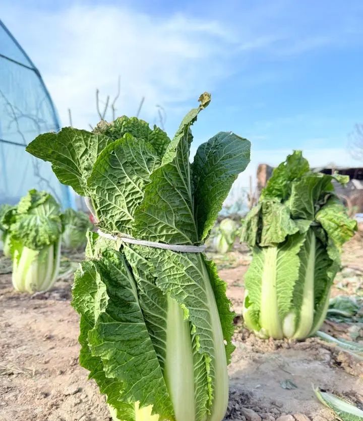 3500左右的手机选哪个?续航长,直面屏,拍照好,网络好,颜值高