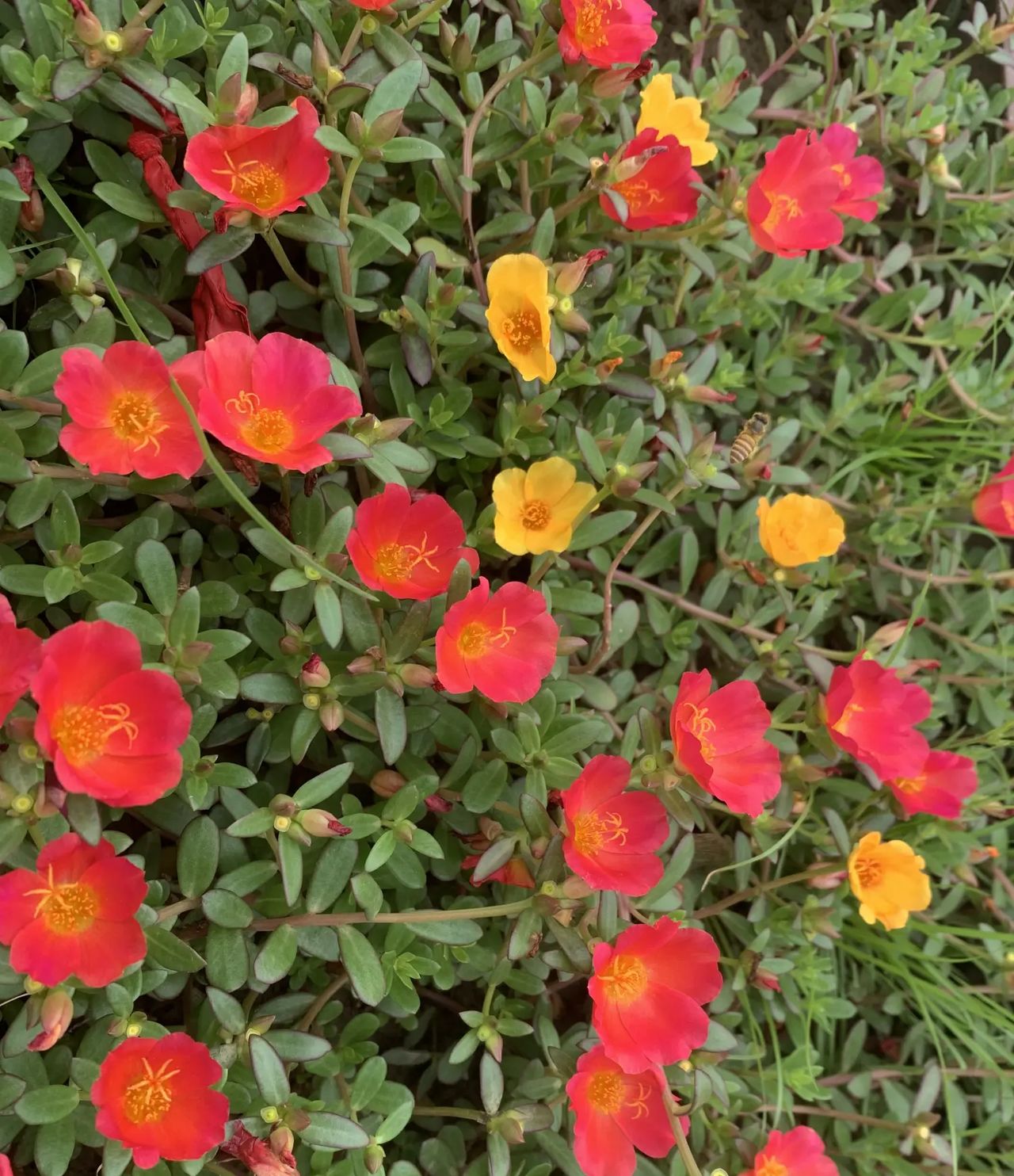 自动扣费、先用后付