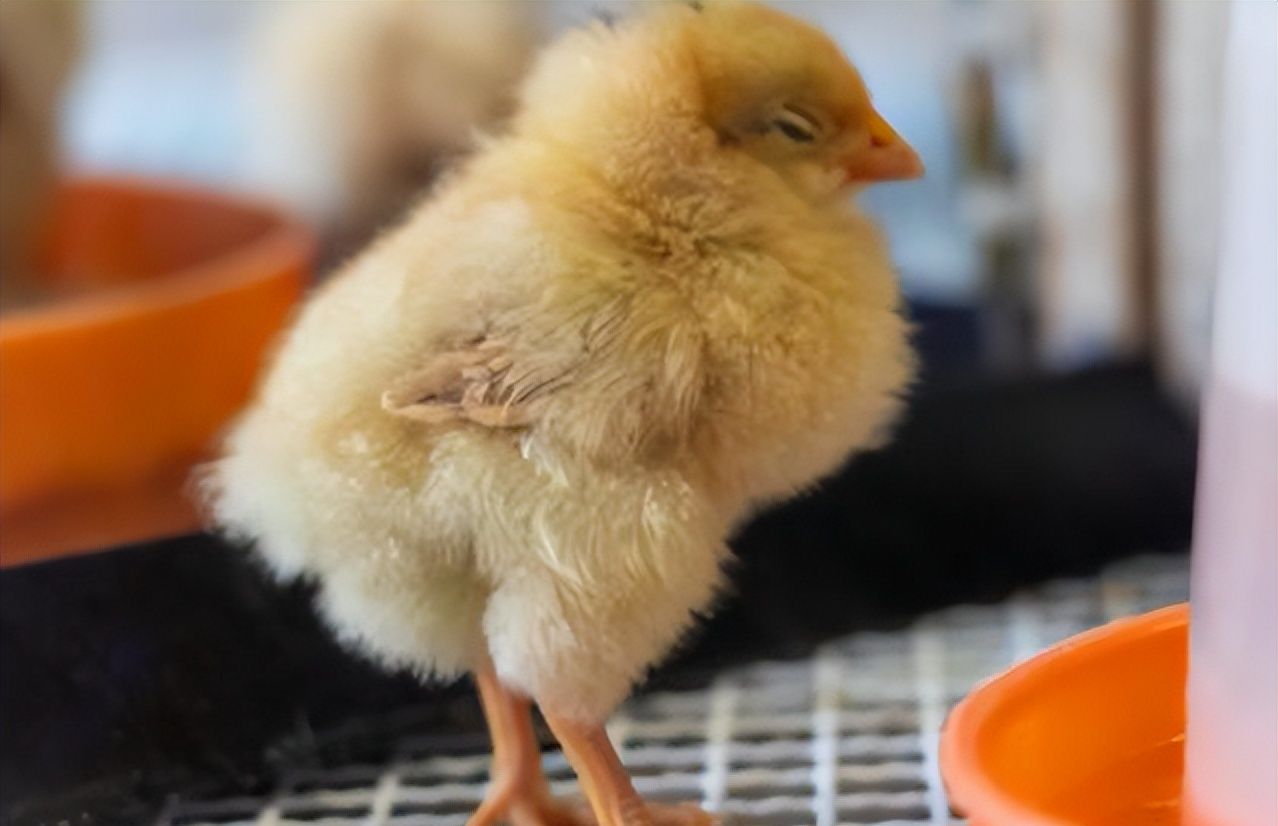 被迫“文字狱”的日本二次元，正在掀起反抗海外“正确”资本革命