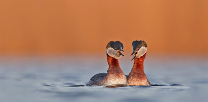 浏览器主页 / 无广告、界面简洁、美观大气的导航网站推荐