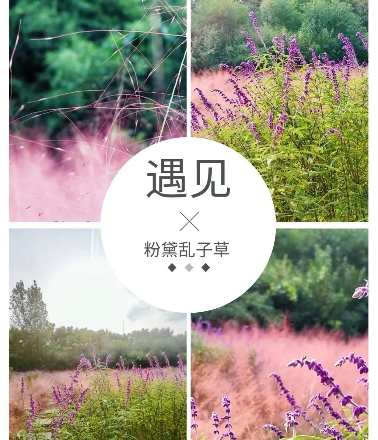 华为手机拍照不好看？这些隐藏功能秒变单反