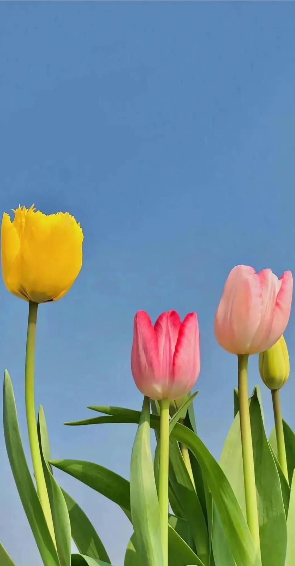 华为手机壁纸来咯