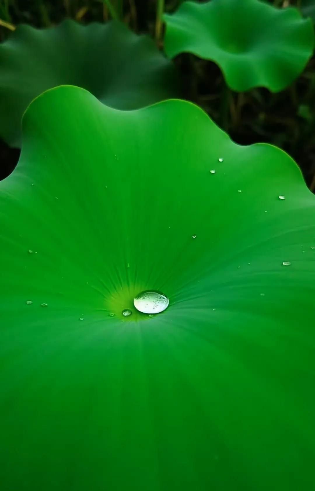 Wallpaper 高清壁纸 绿色护眼壁纸 手机锁屏 治愈系 纯净 💚