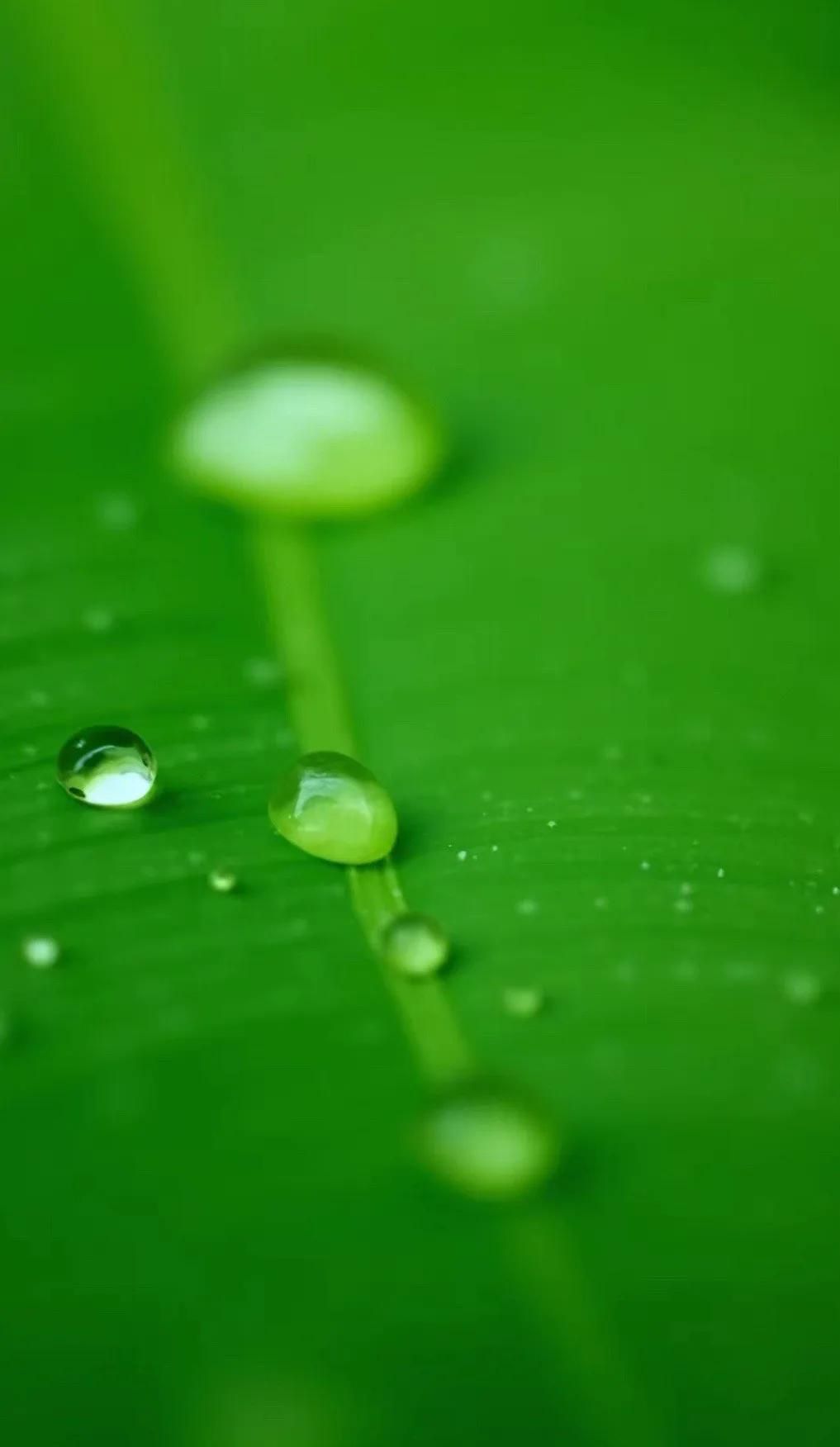 Wallpaper 高清壁纸 绿色护眼壁纸 手机锁屏 治愈系 纯净 💚