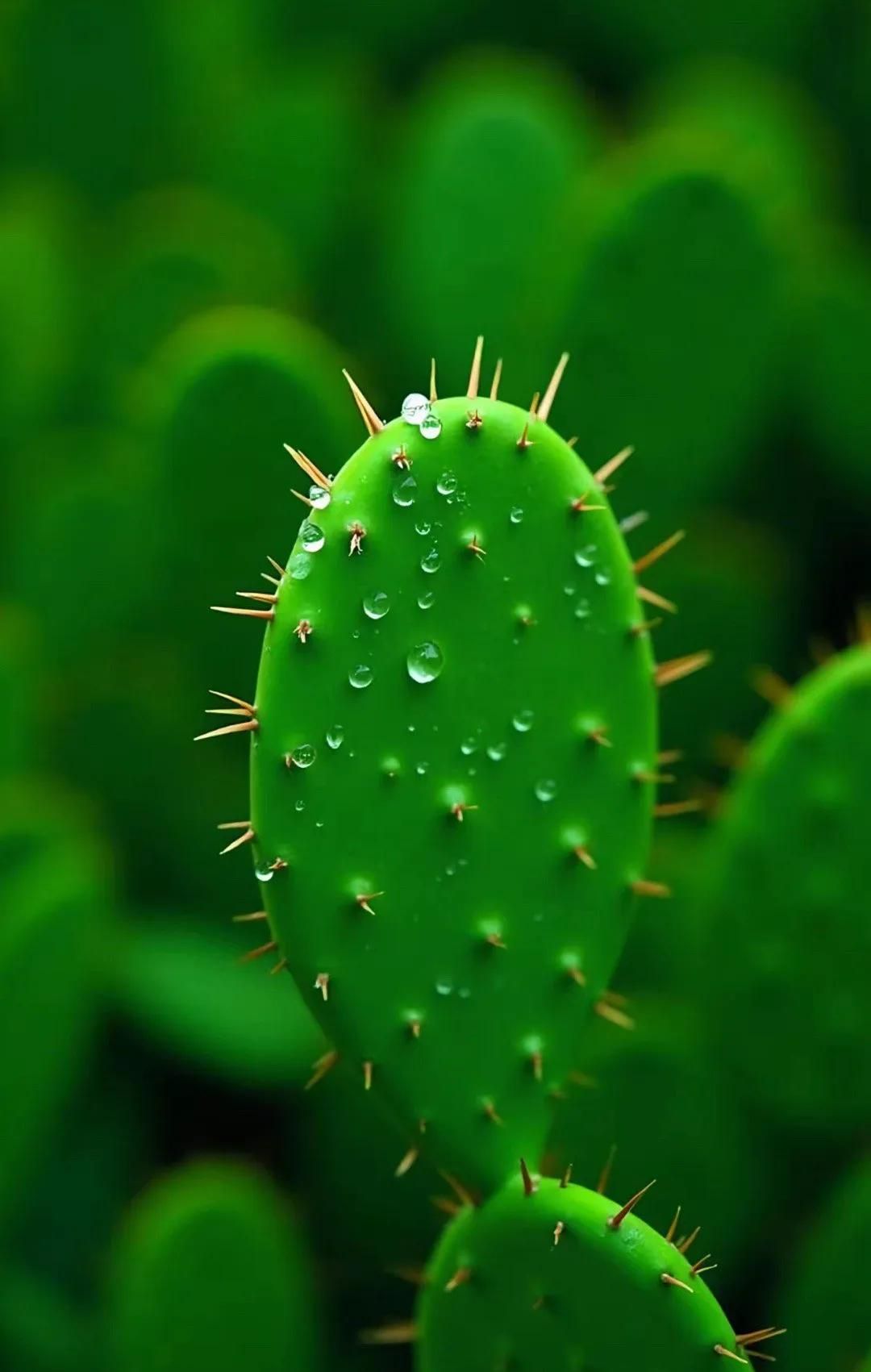 Wallpaper 高清壁纸 绿色护眼壁纸 手机锁屏 治愈系 纯净 💚