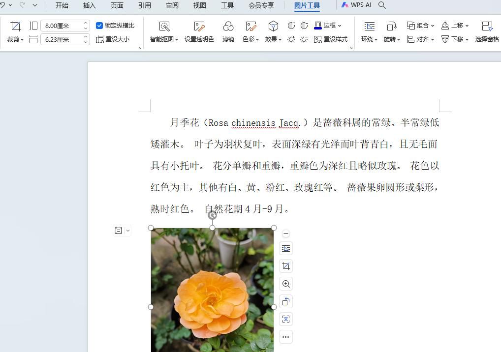 WPS文档如何插入图片