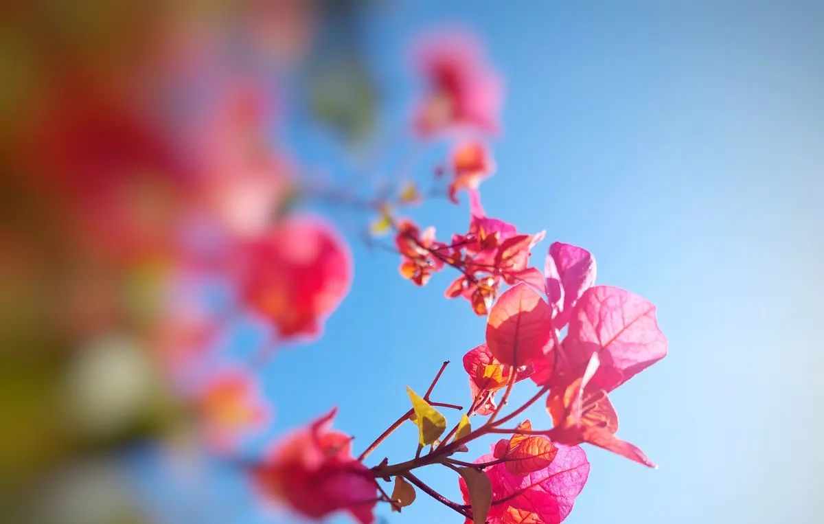 雨后初晴，万物皆可爱 - 宋马