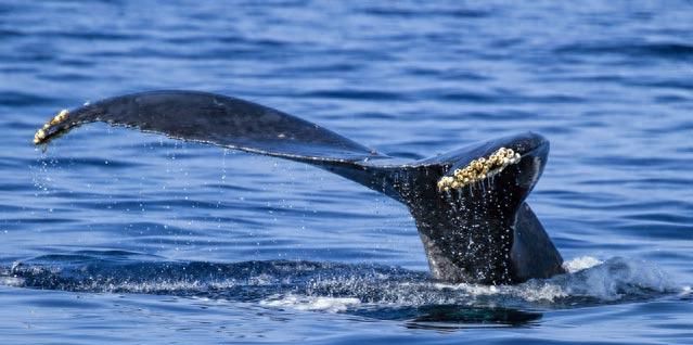 生蚝和藤壶这类无法自行移动的生物不会感到无聊吗？ - 宋马