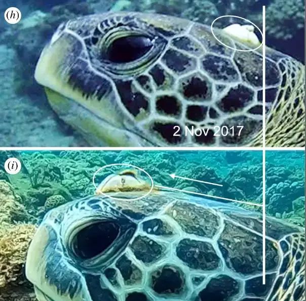 生蚝和藤壶这类无法自行移动的生物不会感到无趣吗？
