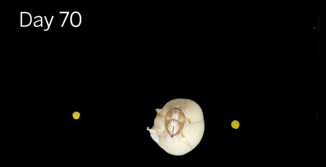 生蚝和藤壶这类无法自行移动的生物不会感到无趣吗？