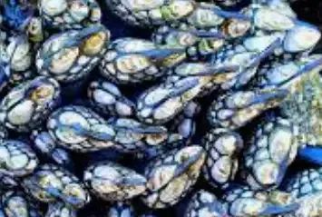 生蚝和藤壶这类无法自行移动的生物不会感到无趣吗？