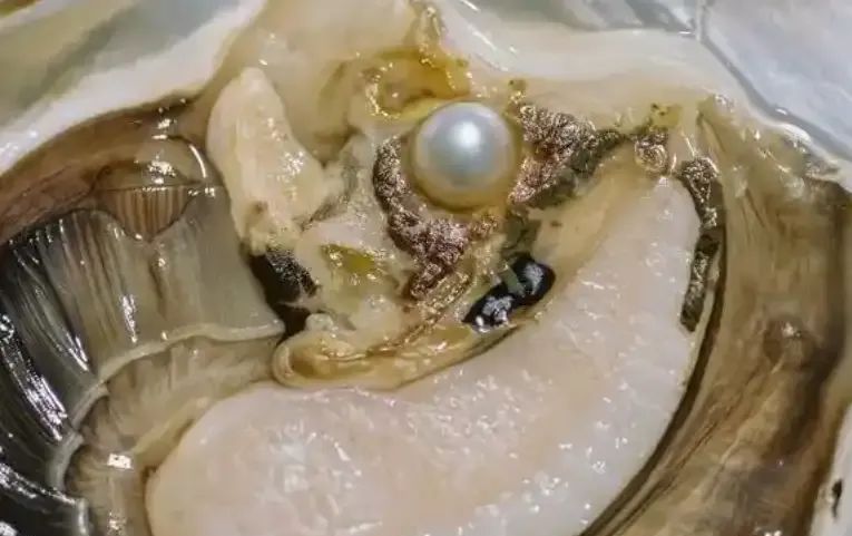 生蚝和藤壶这类无法自行移动的生物不会感到无趣吗？