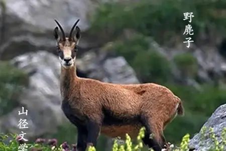 关鸡山，我与野麂滚成一团（山径·肖殿群文晓晓主播）