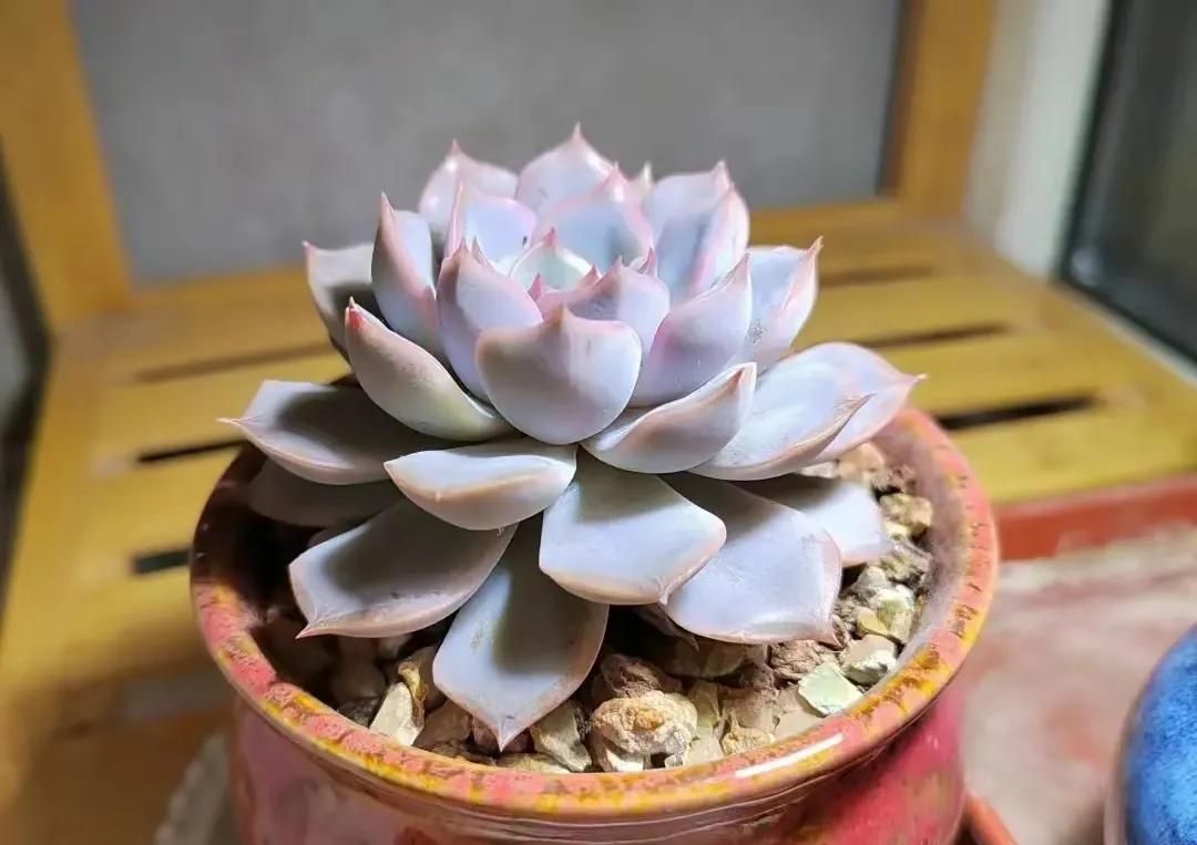 直播入门