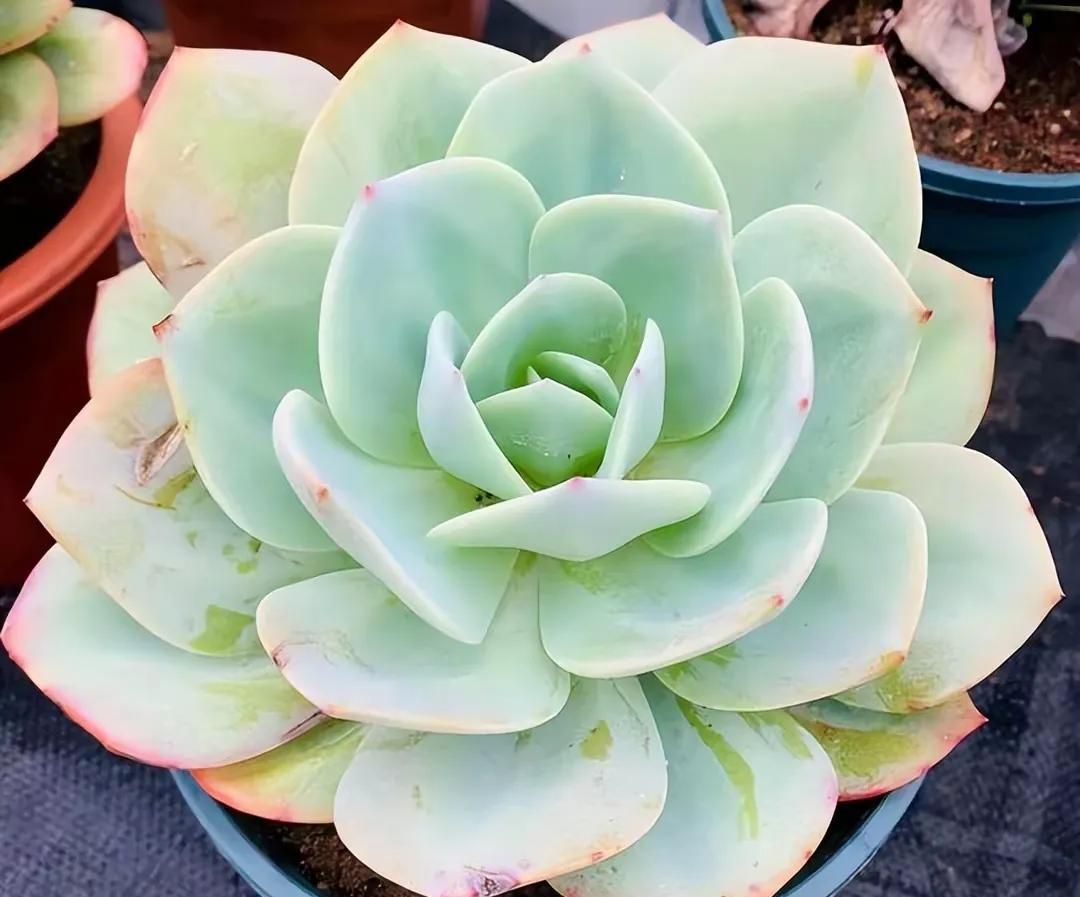 直播入门