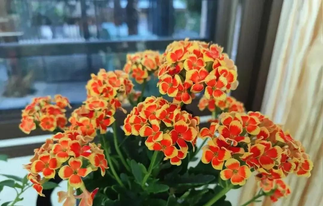 直播入门