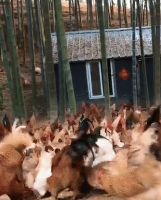 「抖音同款播放器」上市：卡顿、黑屏和模糊，这些技术来解决