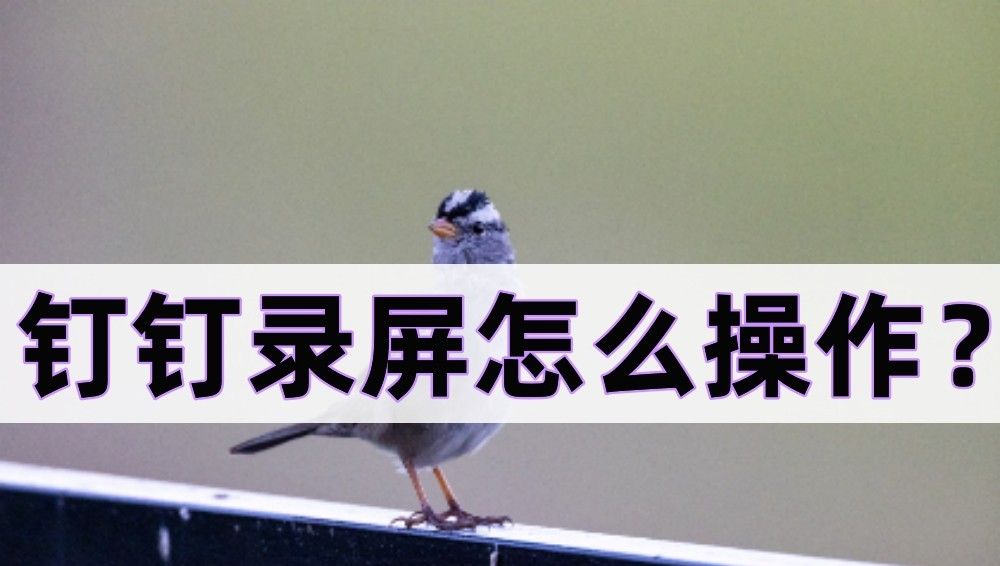 钉钉录屏怎么操作?教你怎么录制钉钉 - 宋马