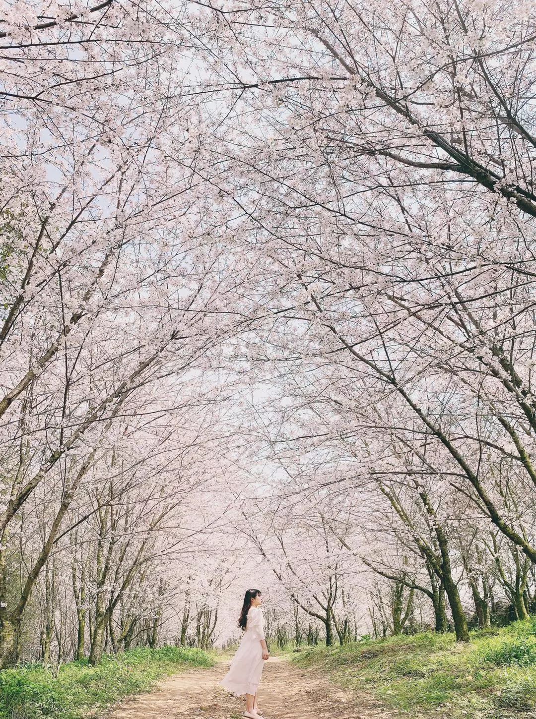 iPhone手机拍照操作指南