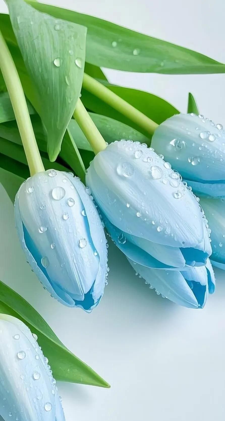 微信该换聊天背景啦！总有一款你喜爱～