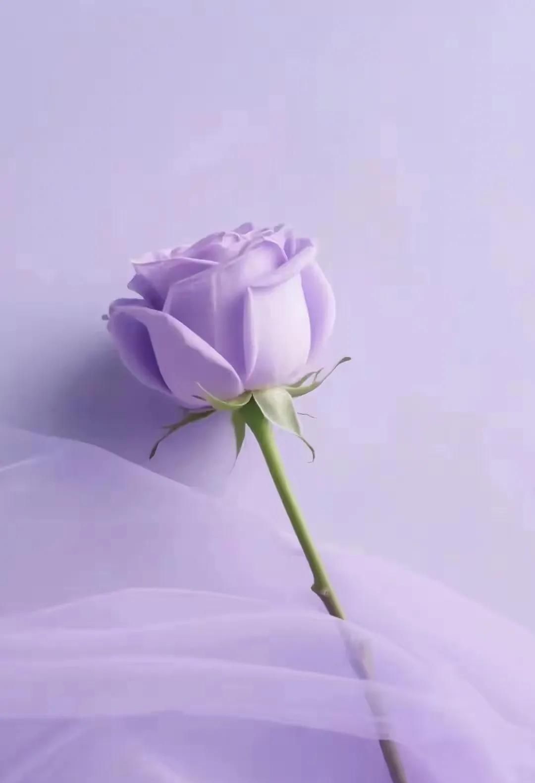 微信该换聊天背景啦！总有一款你喜爱～