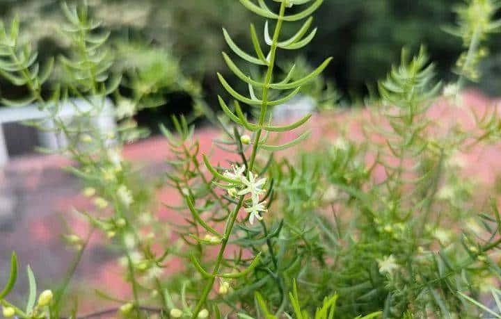 三零手机魅族 18 系列如何选？选小屏旗舰还是大屏航母？