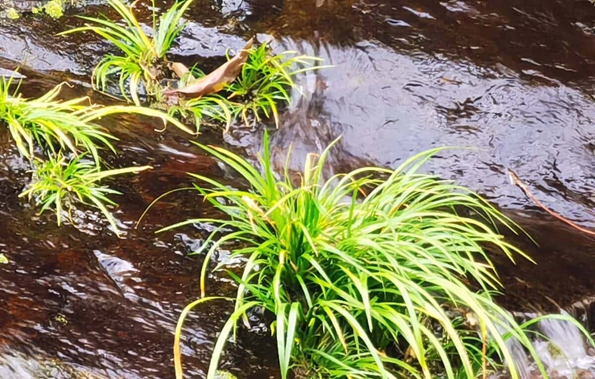 河边见到飘香的“灵草”，记得挖一棵回家，用处大 - 宋马