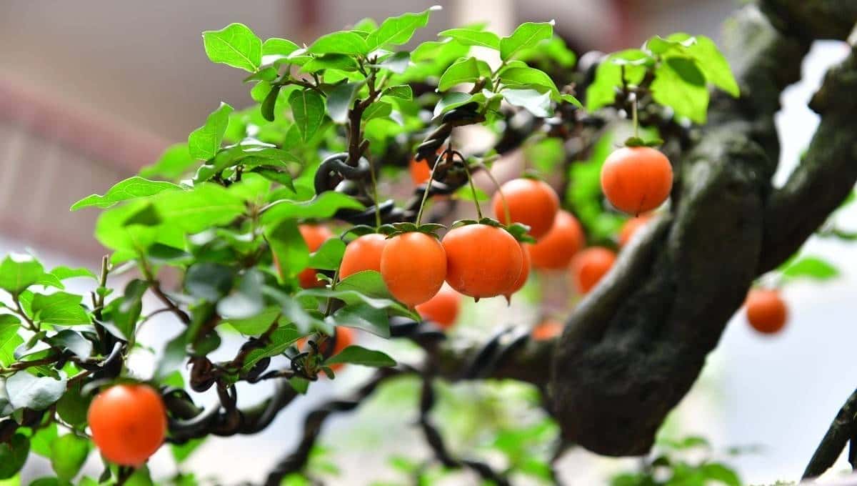 移栽金弹子下山桩正当时,做好5步工作,成活率有保证 - 宋马