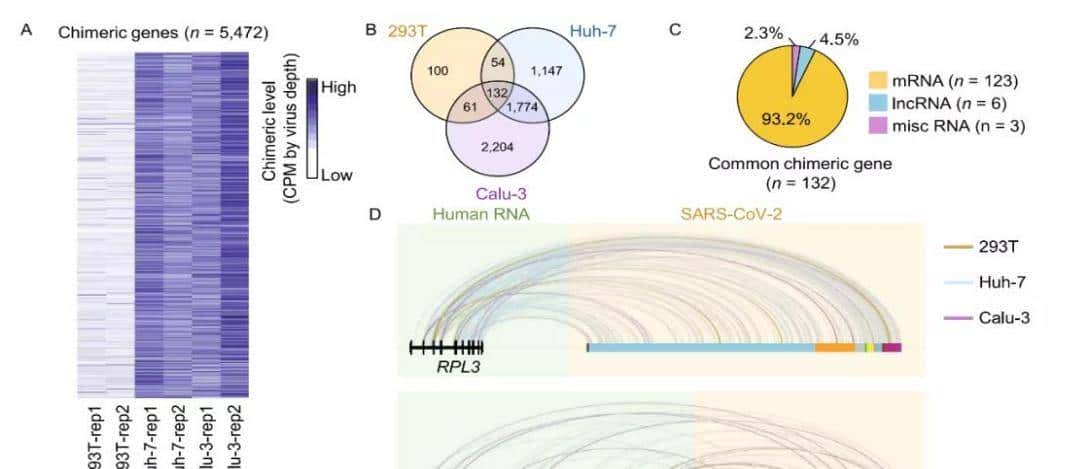 如何利用rna测序，对不同牛组织中的性别二态基因进行全面鉴定？
