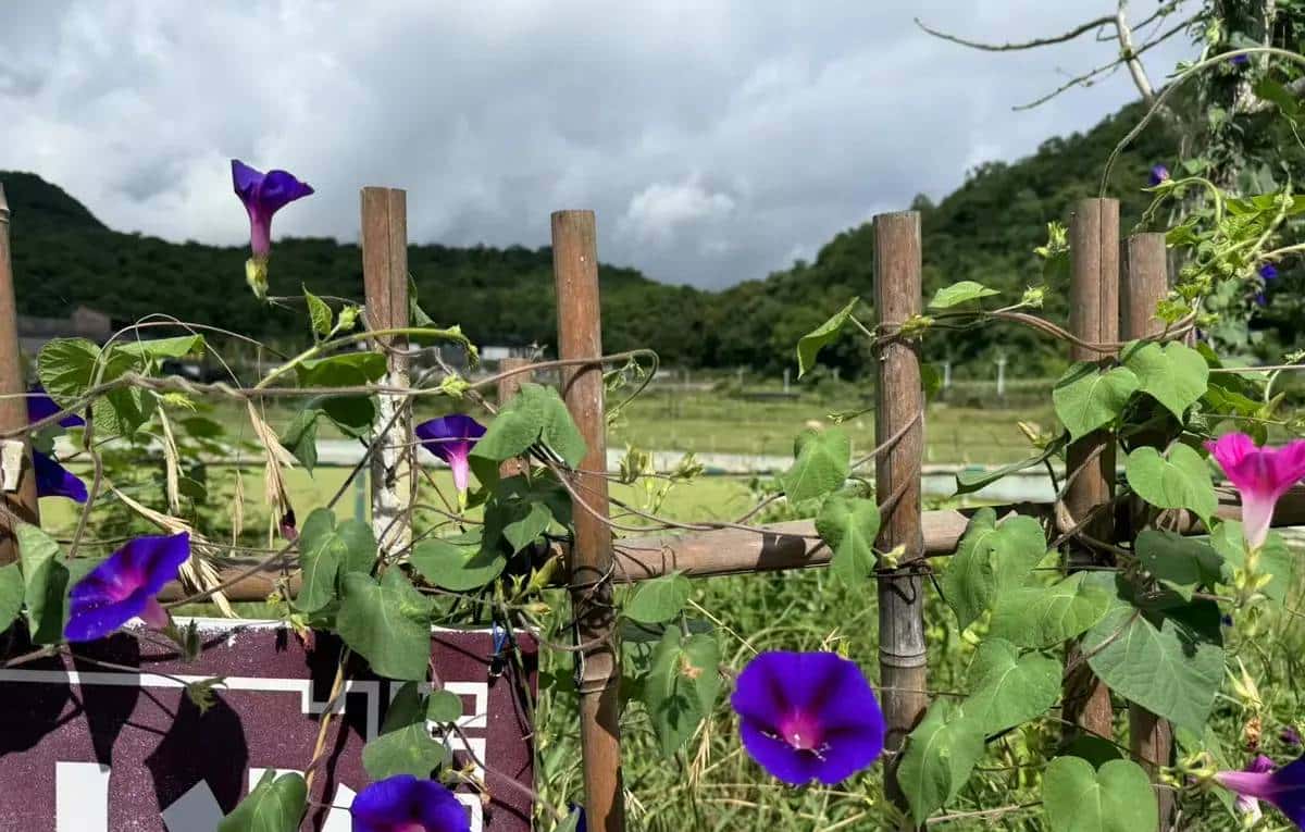 【147】如何缓解分离焦虑：跟孩子说我去挖宝藏了 - 宋马