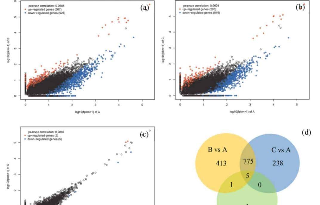 如何利用rna测序，对不同牛组织中的性别二态基因进行全面鉴定？