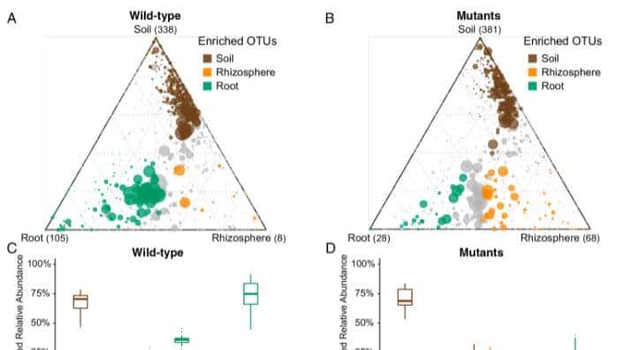 如何利用rna测序，对不同牛组织中的性别二态基因进行全面鉴定？