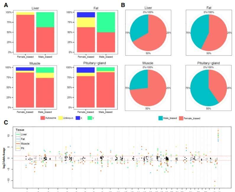 如何利用rna测序，对不同牛组织中的性别二态基因进行全面鉴定？