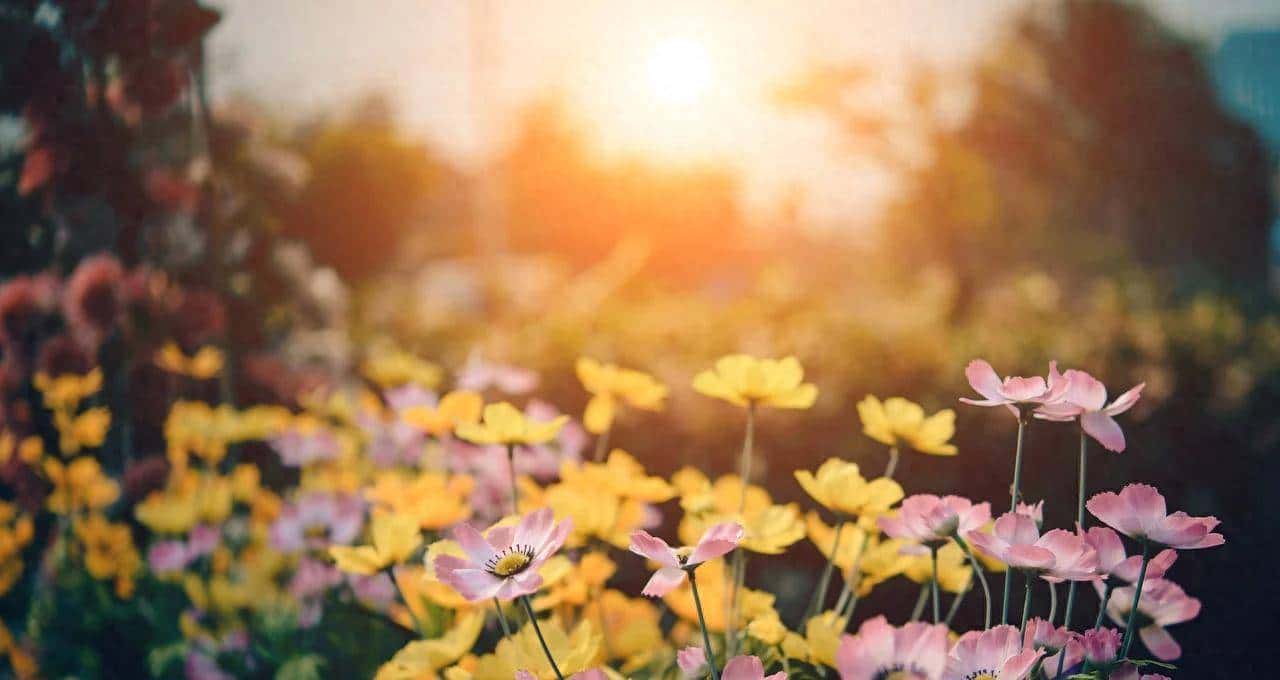 开源许可证的变迁：从 Elastic 两次变更开源协议说开去 - 宋马