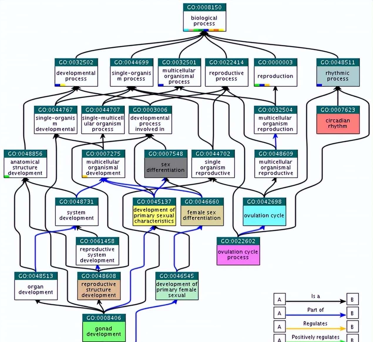 如何利用rna测序，对不同牛组织中的性别二态基因进行全面鉴定？