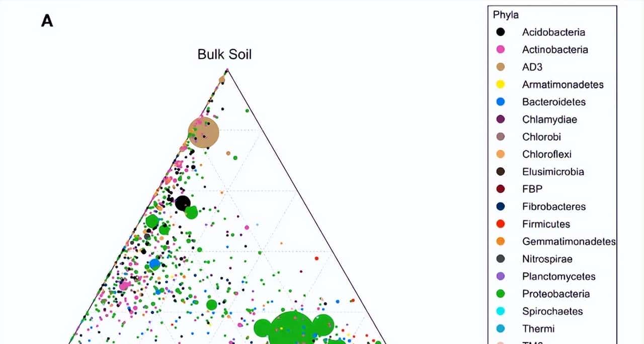 如何利用rna测序，对不同牛组织中的性别二态基因进行全面鉴定？