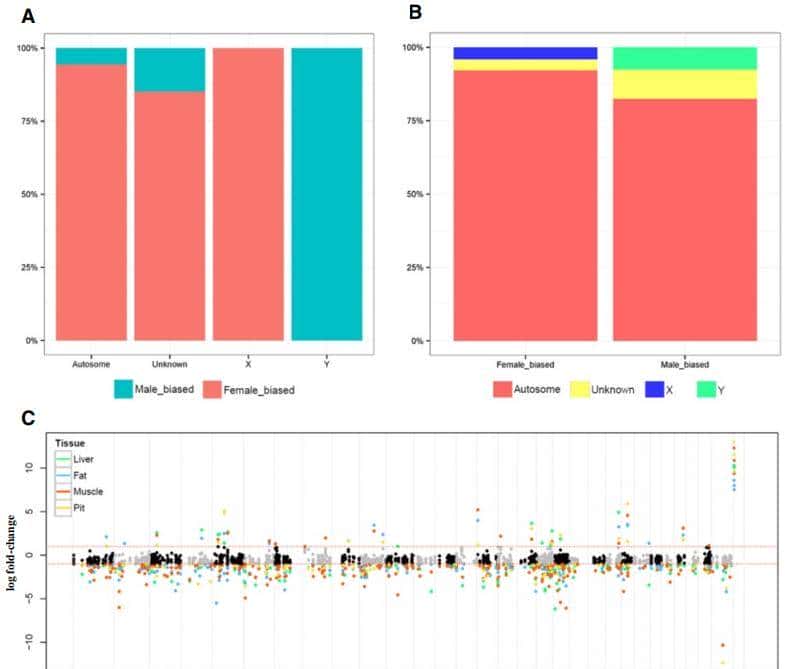 如何利用rna测序，对不同牛组织中的性别二态基因进行全面鉴定？