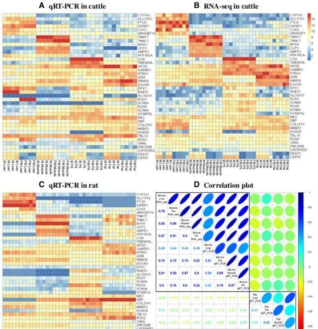 如何利用rna测序，对不同牛组织中的性别二态基因进行全面鉴定？
