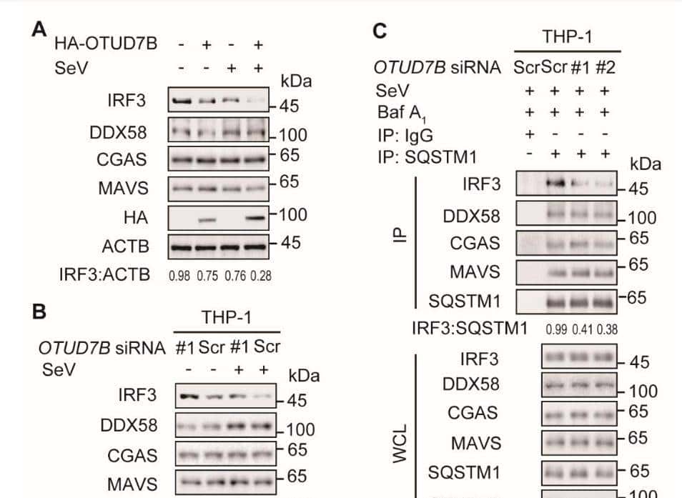 如何利用rna测序，对不同牛组织中的性别二态基因进行全面鉴定？