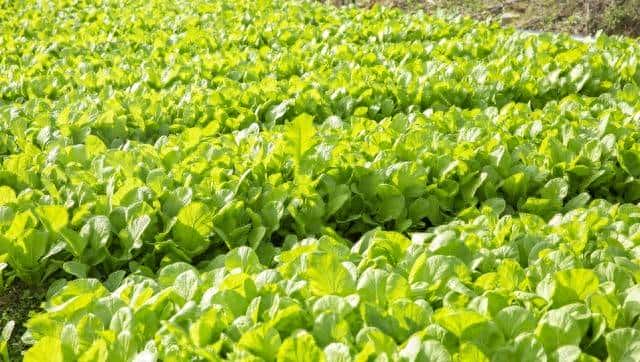 测土壤酸碱度？几招轻松搞定 - 宋马