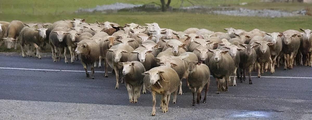 分布式锁用Redis好？还是Zookeeper好？