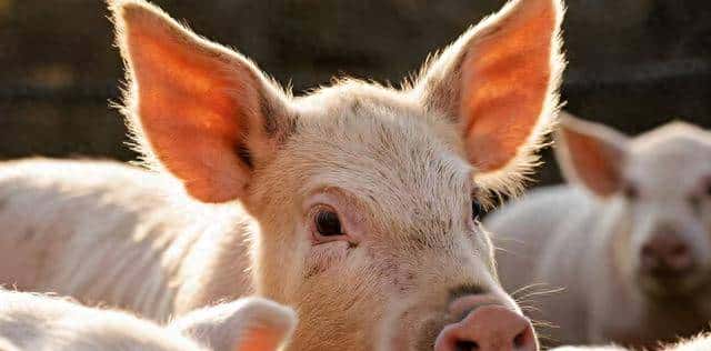 只要你记住5句话，让你猪场永远不得“非洲猪瘟”！！： - 宋马