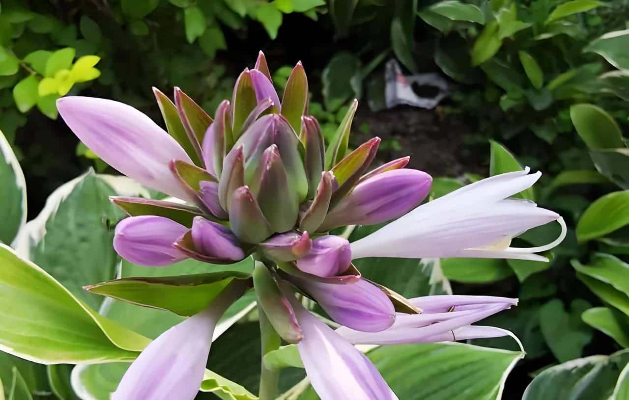 玉簪花一一嫦娥的簪、九天仙女的气