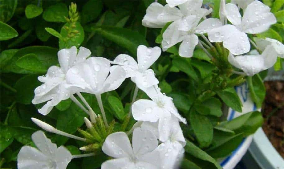 白雪花，一开就是半年多，花色清新淡雅，养护简单